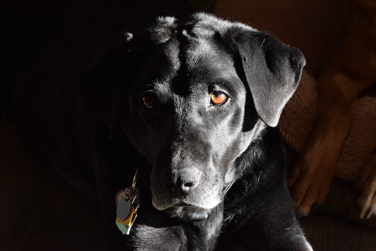 labrador retriever black labrador retriever labrador retriever head free photo