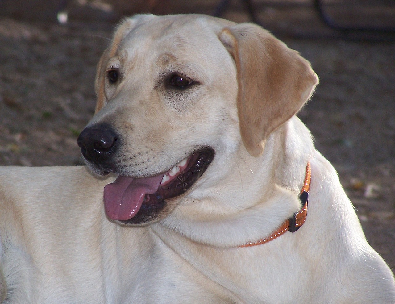 labrador retriever dog nice head free photo