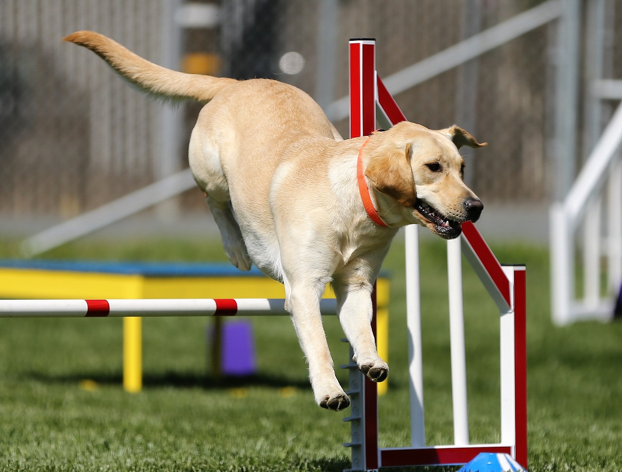 labrador retriever agility dog sports free photo