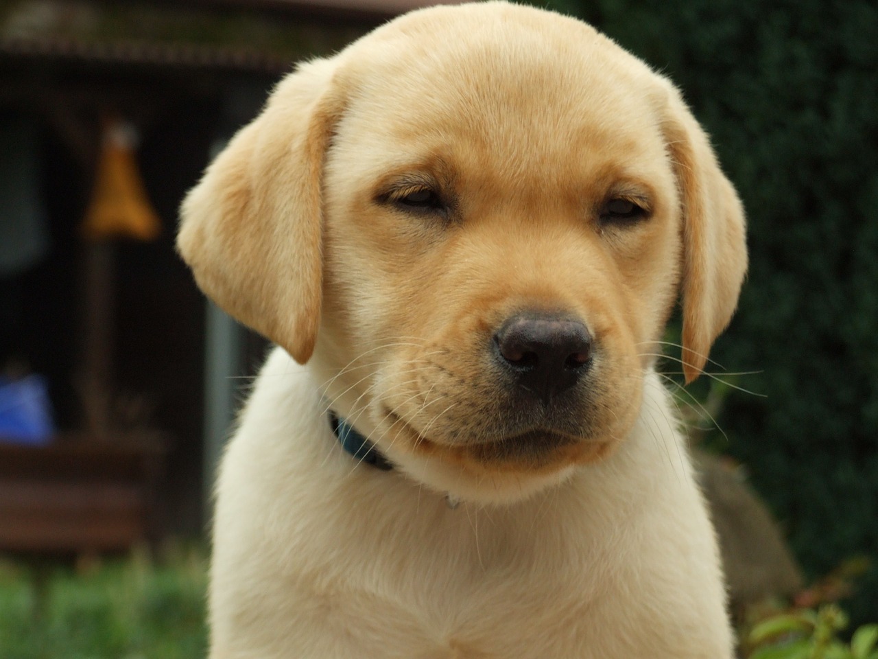 labrador retriever puppy head free photo