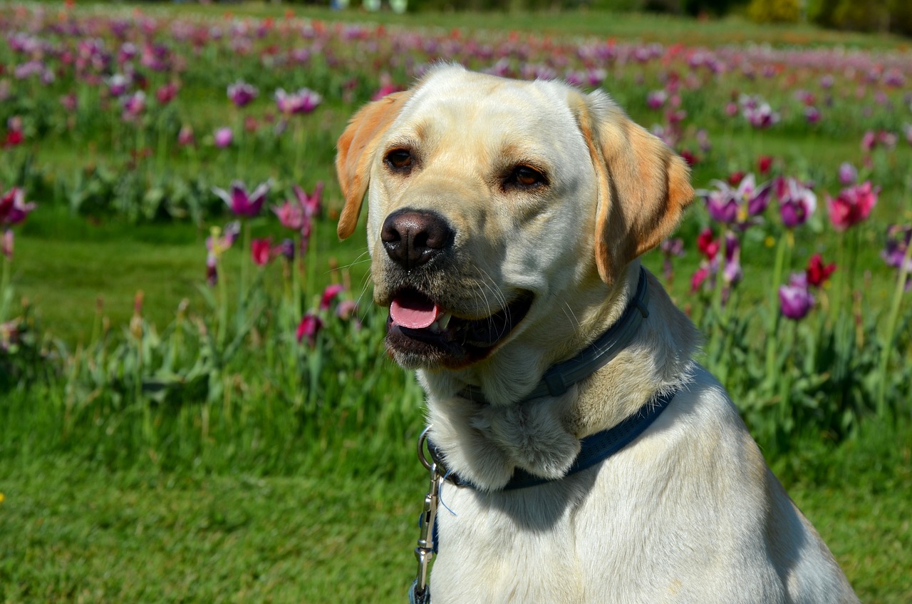 labrador retriever dog animal free photo