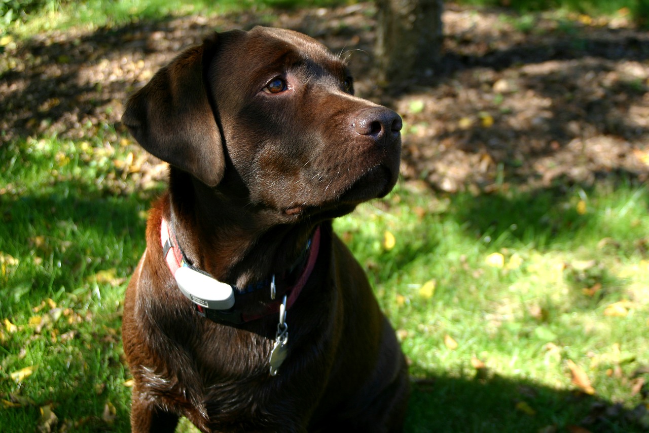 labrador retriever chocolate dog free photo