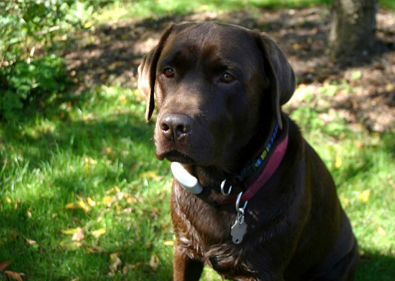 labrador retriever chocolate dog free photo