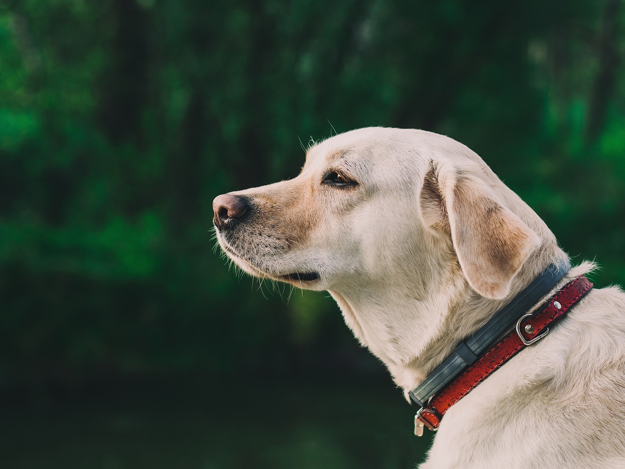 labrador retriever dog head free photo