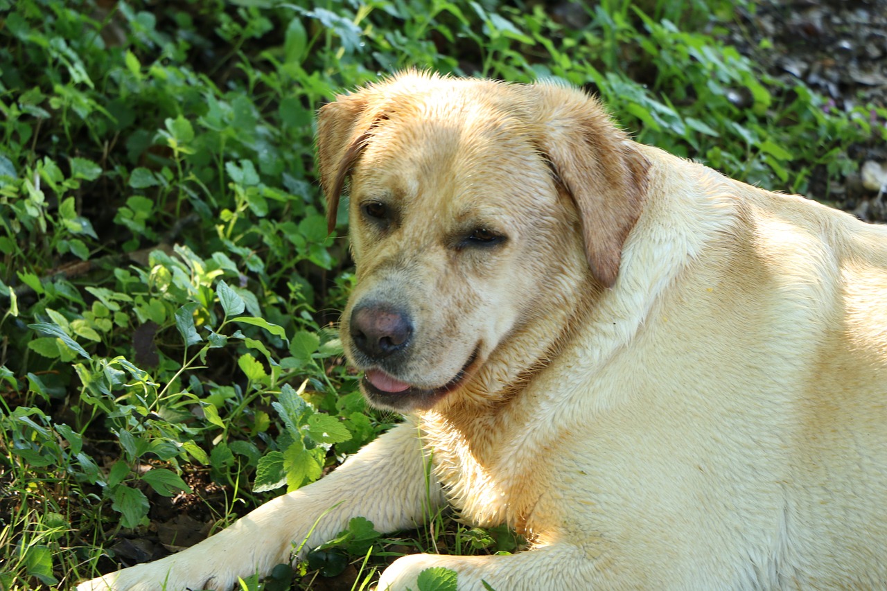dog labrador retriever golden fur free photo