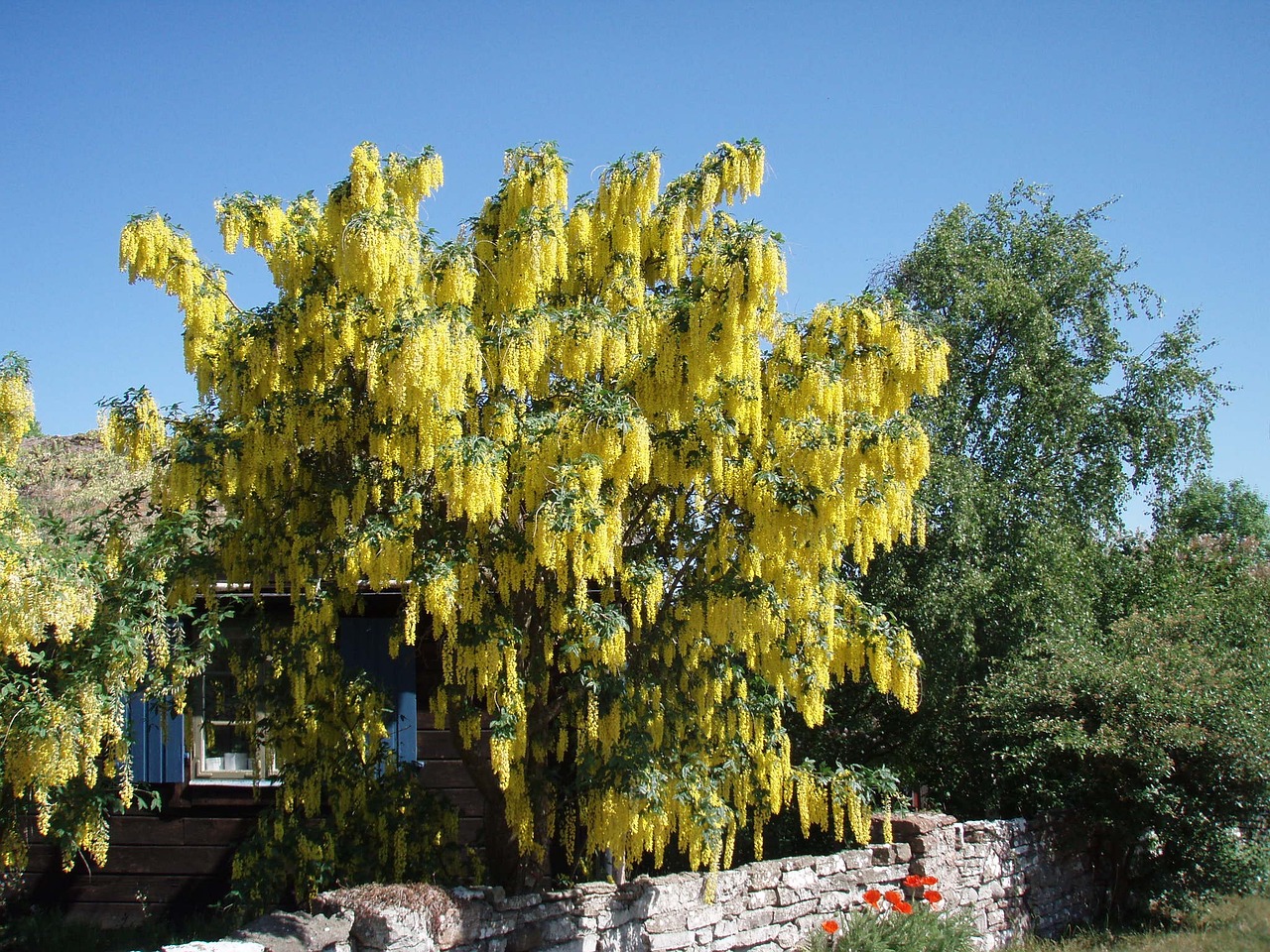 laburnum floral bush bush free photo