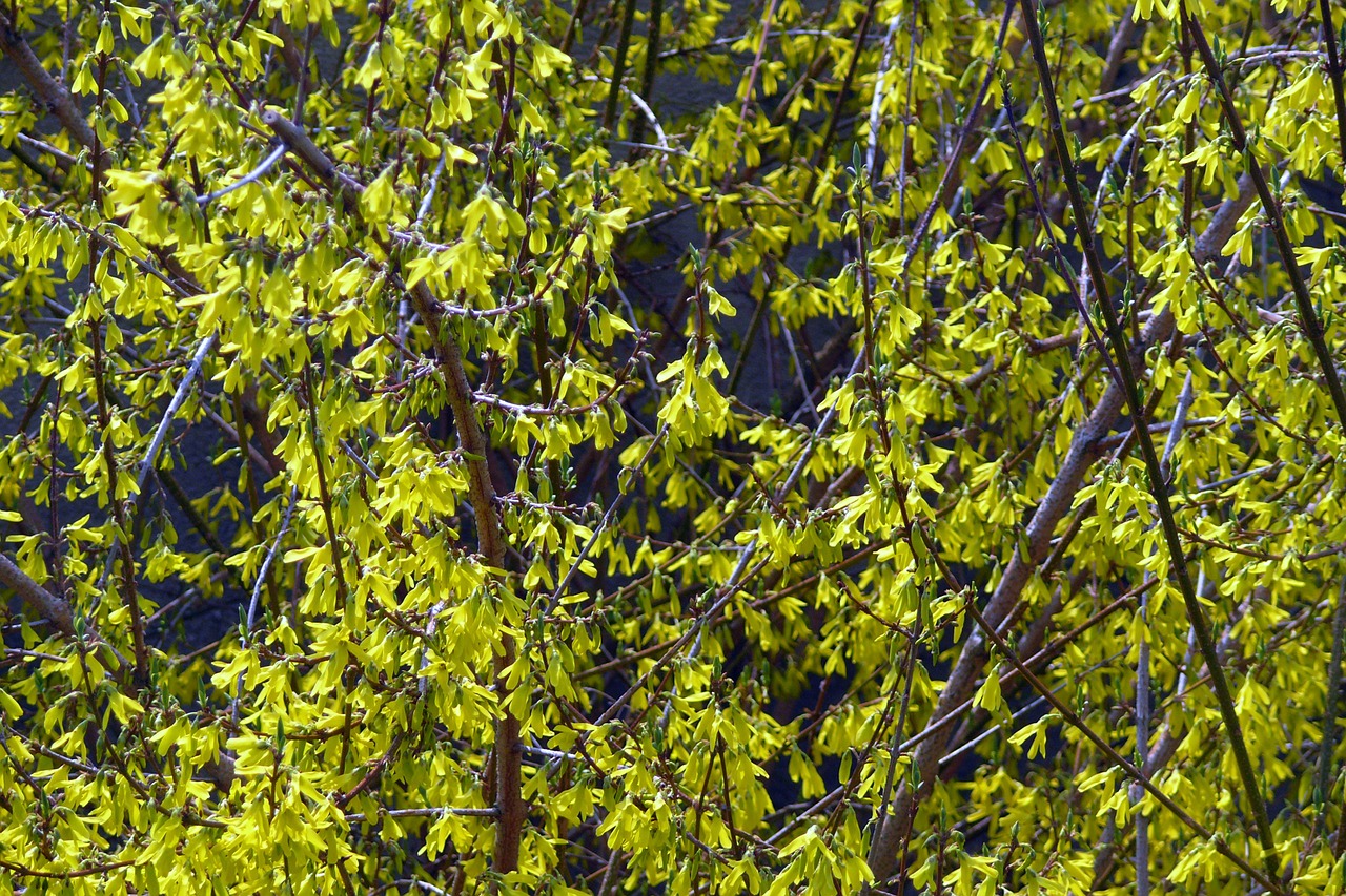 laburnum spring forsythia intermedia free photo
