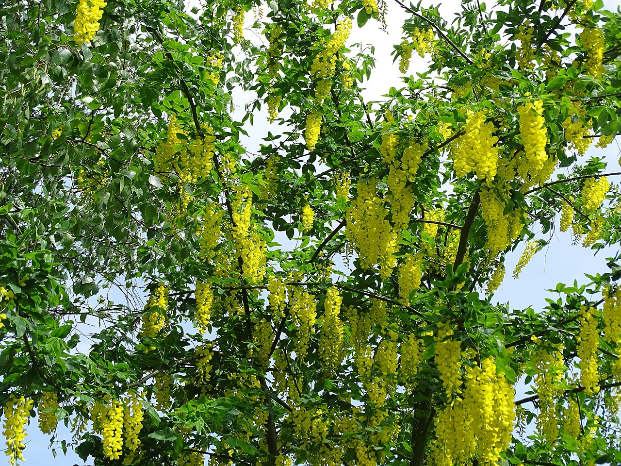 laburnum tree bush free photo