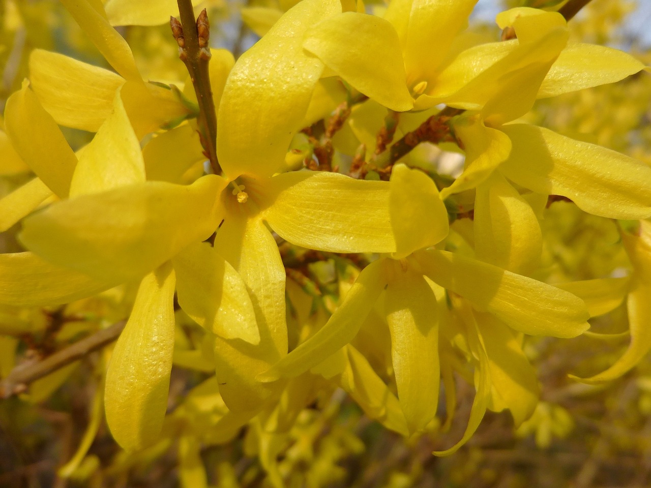 laburnum flower nature free photo