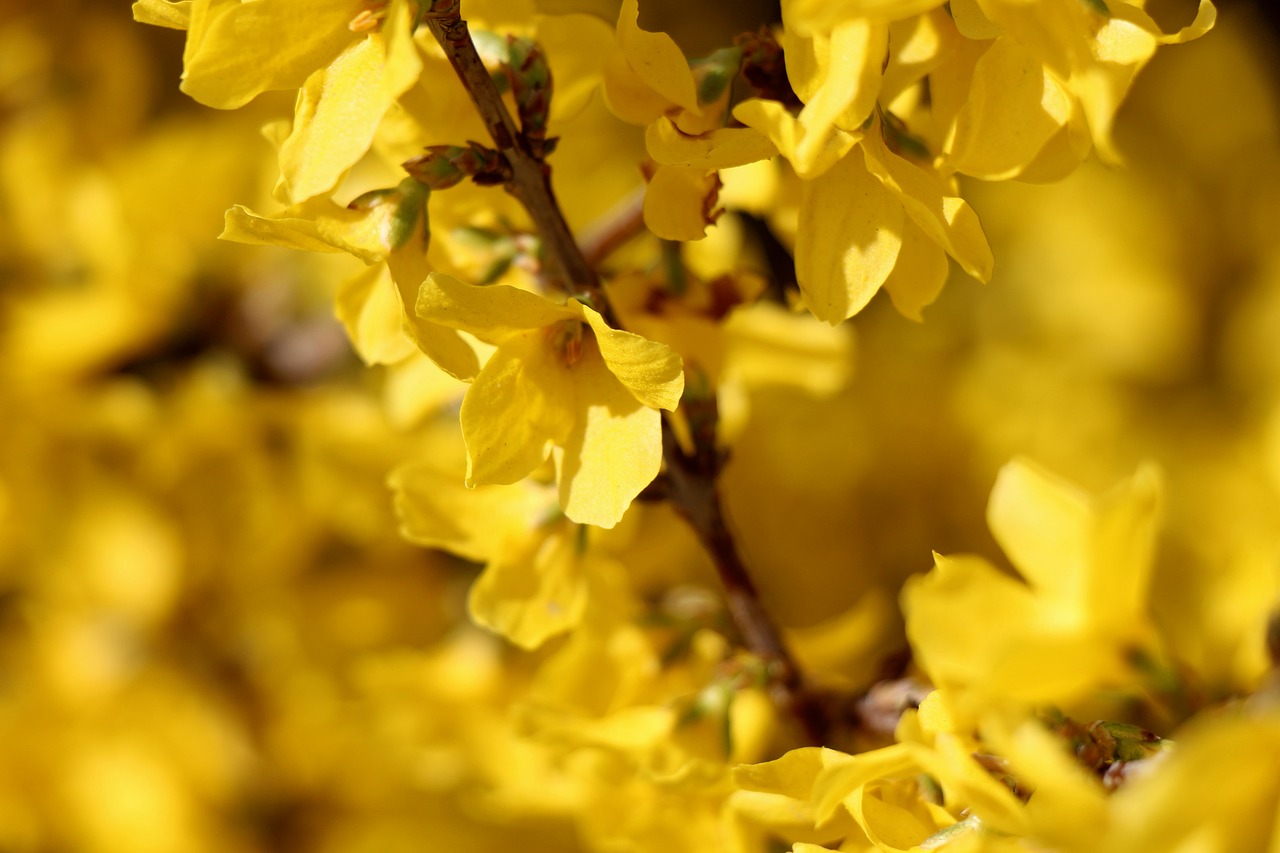 laburnum flower nature free photo