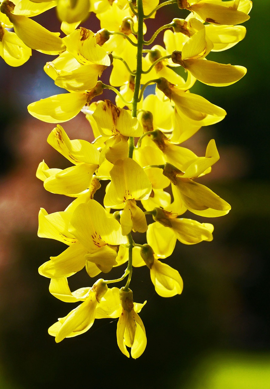 laburnum flowering time panicle free photo