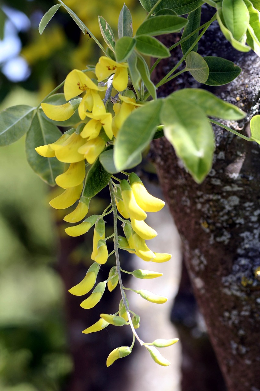 laburnum  plant  nature free photo