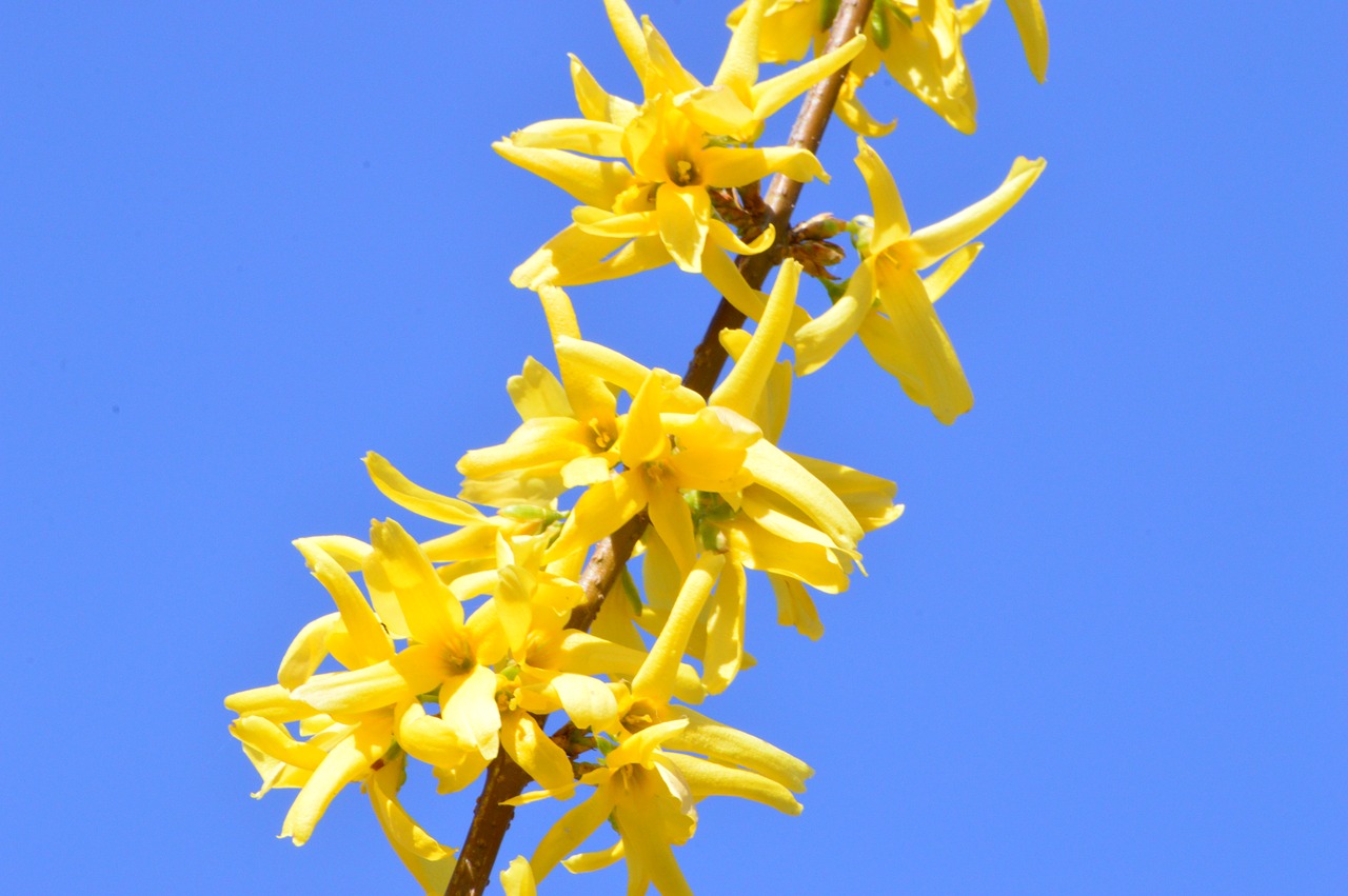 laburnum  yellow  flower free photo