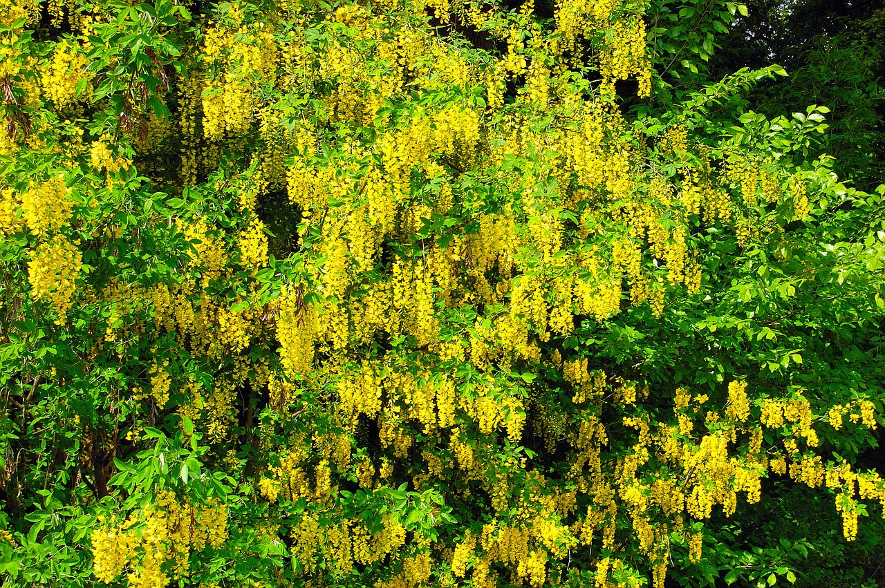 laburnum yellow green free photo