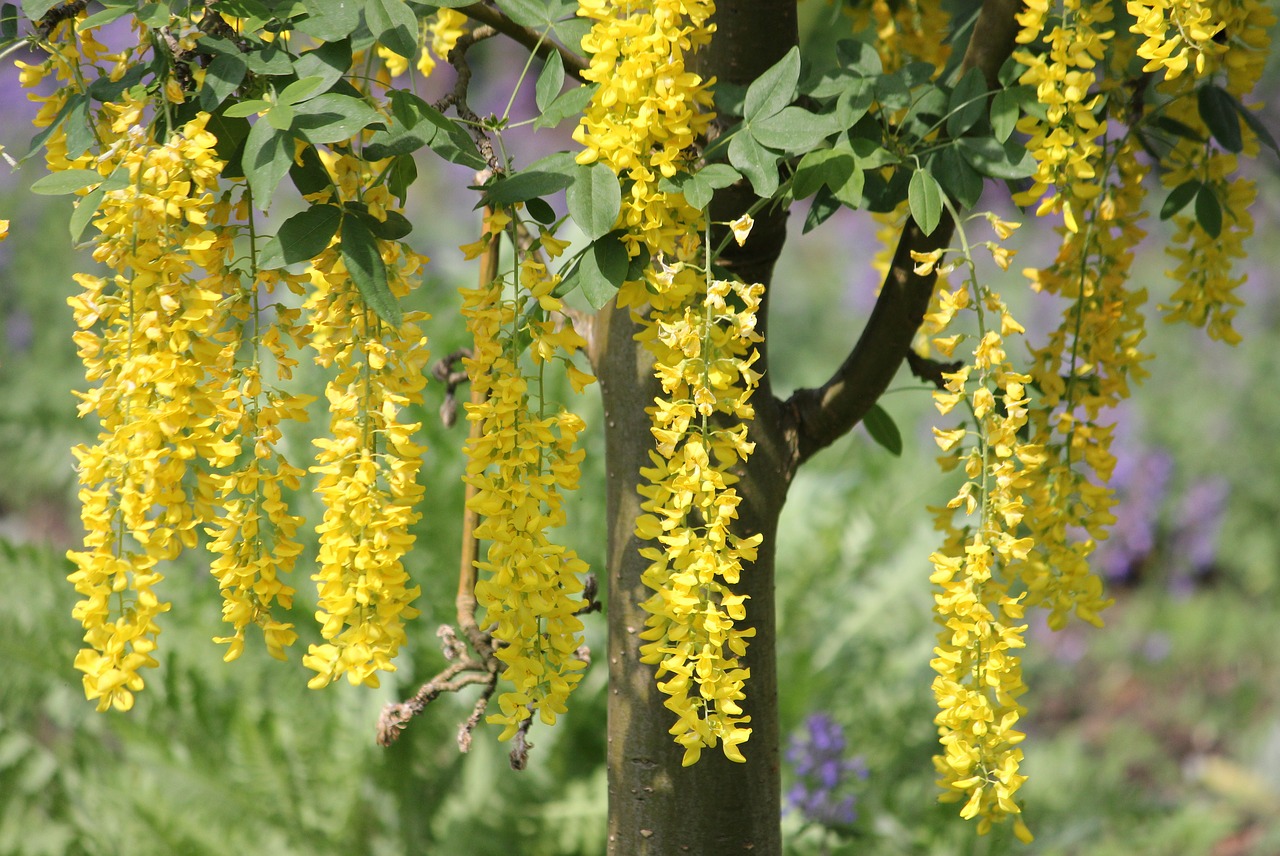 laburnum  summer  park free photo