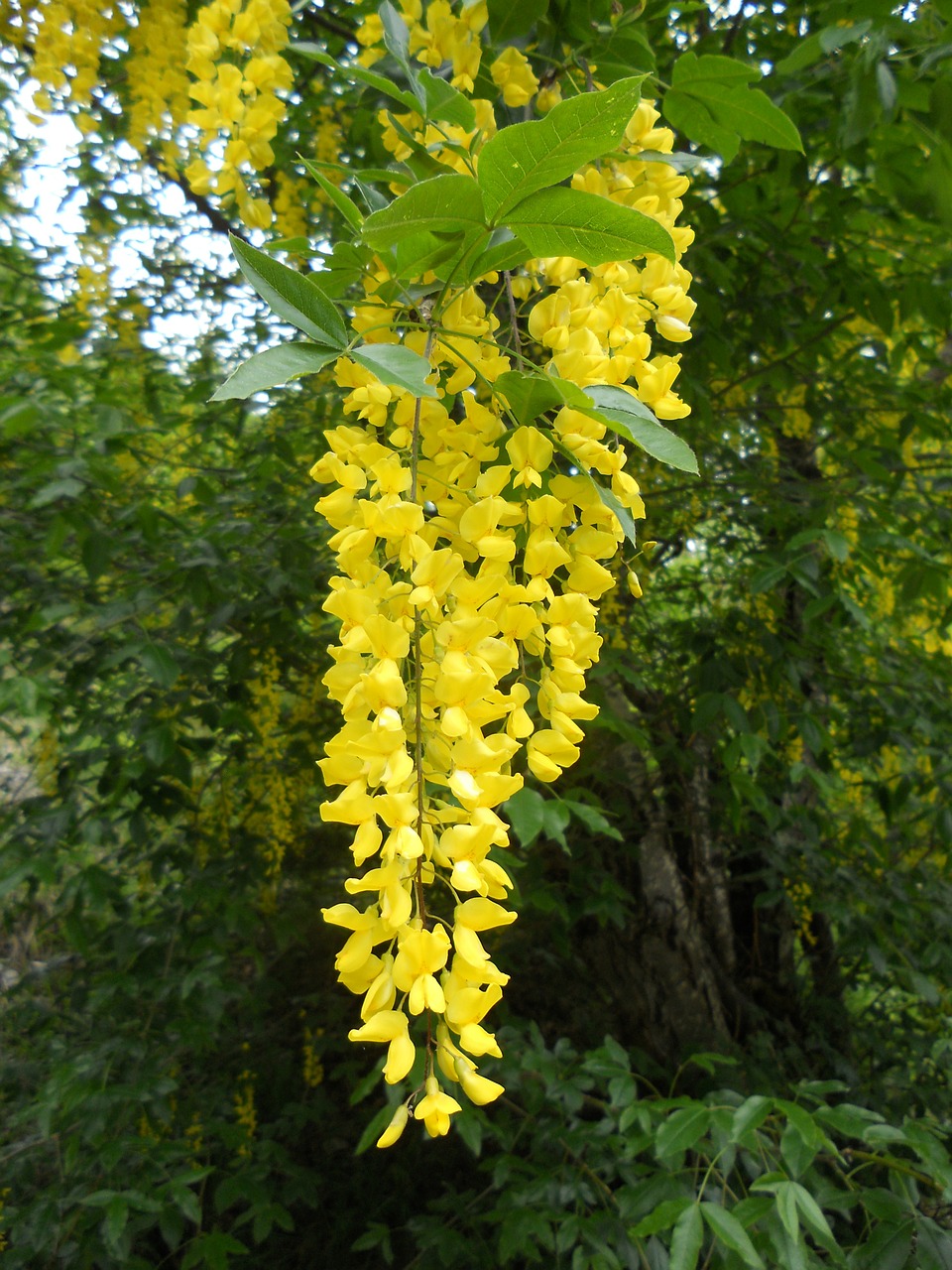 laburnum yellow flower free photo