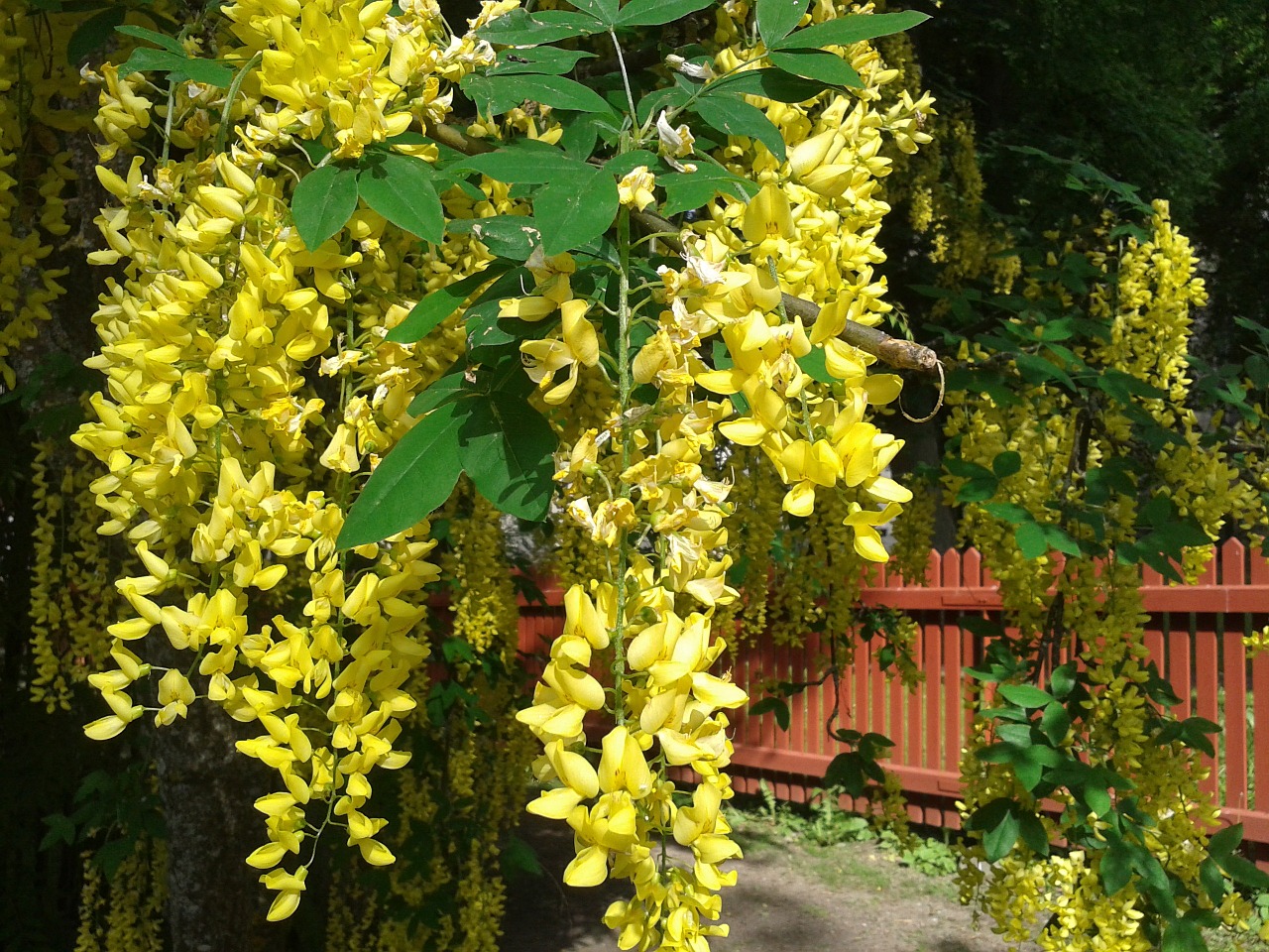 laburnum plants spring free photo