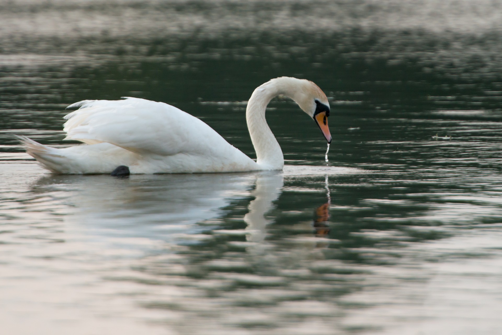 swan white pond free photo