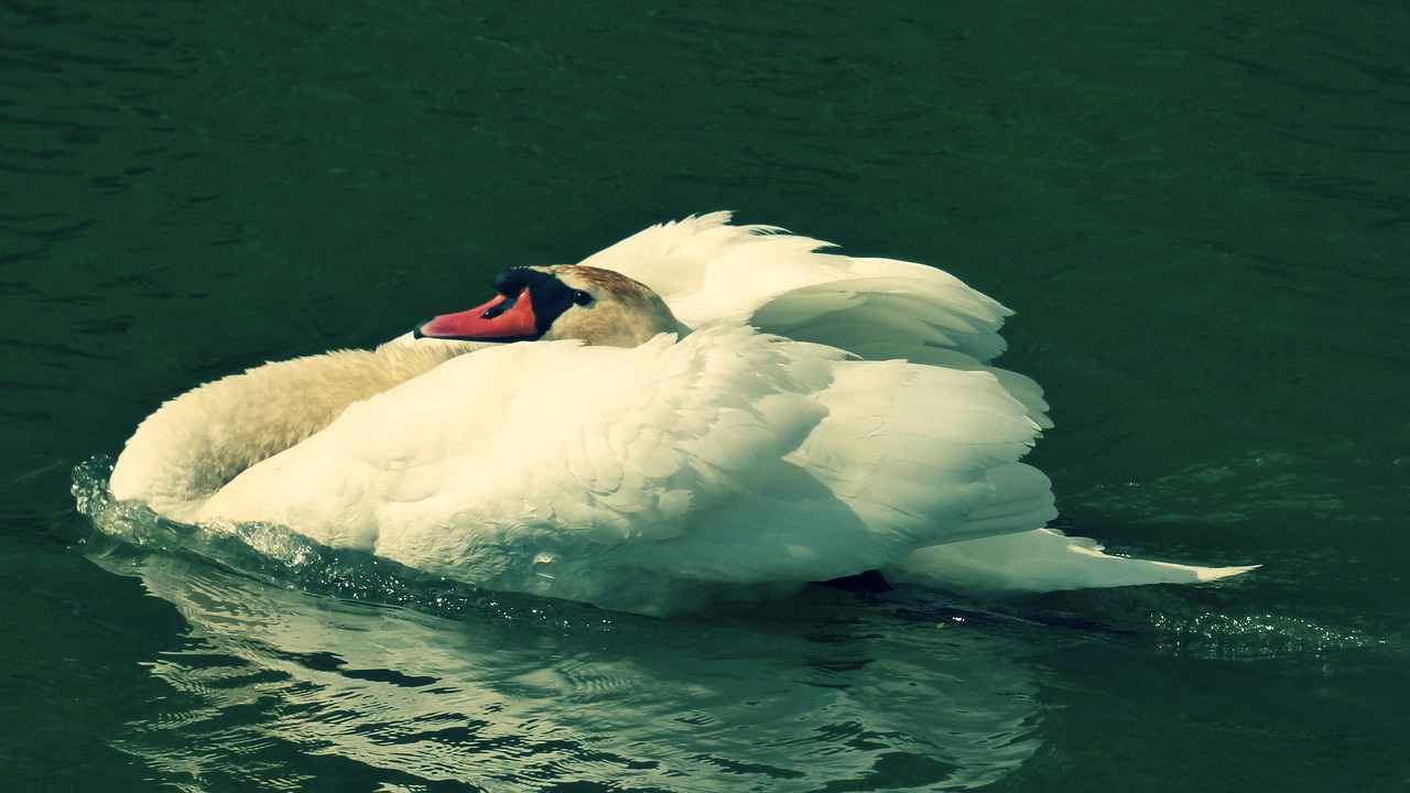 labut aqueous bird free photo