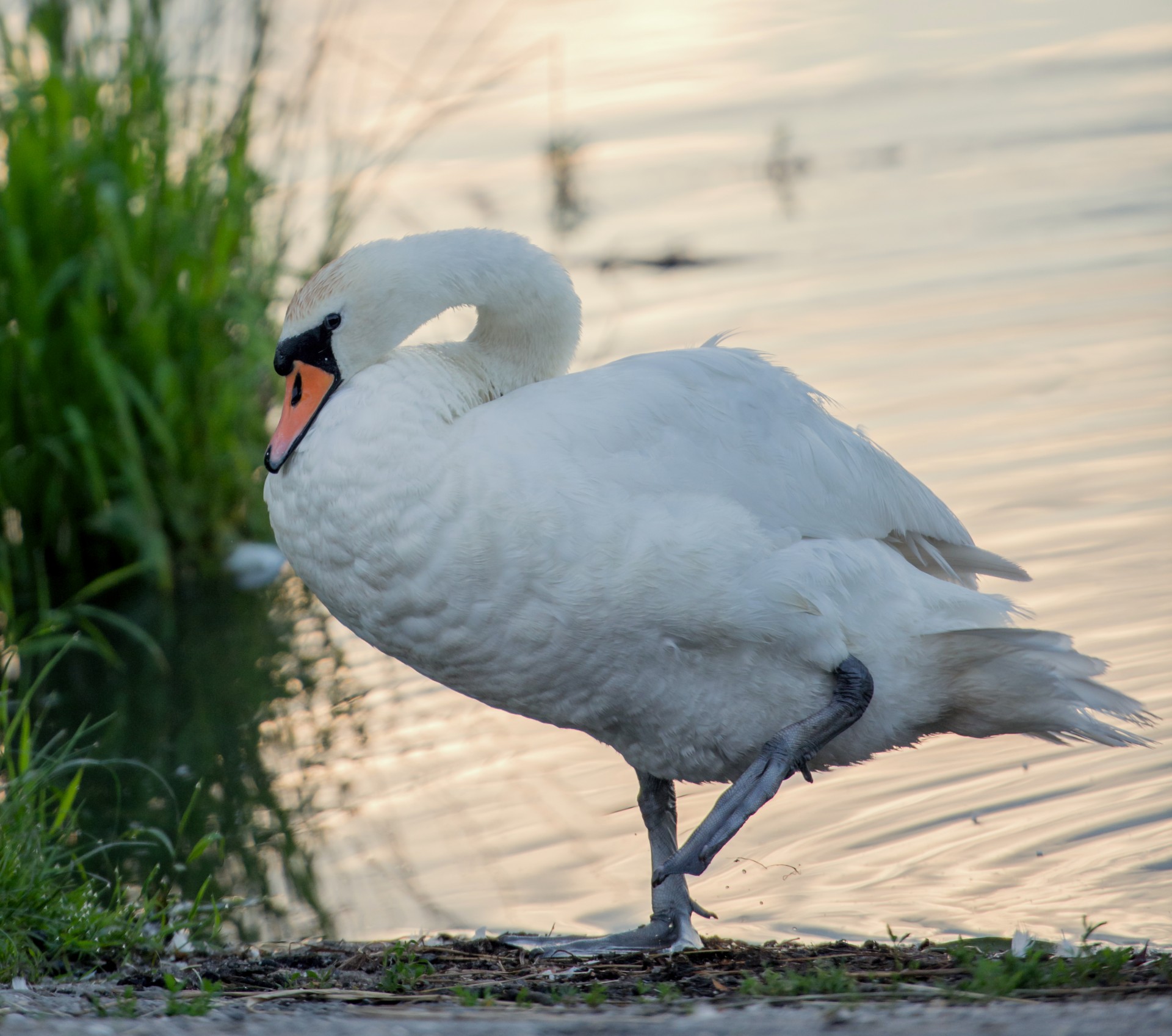 swan white pond free photo