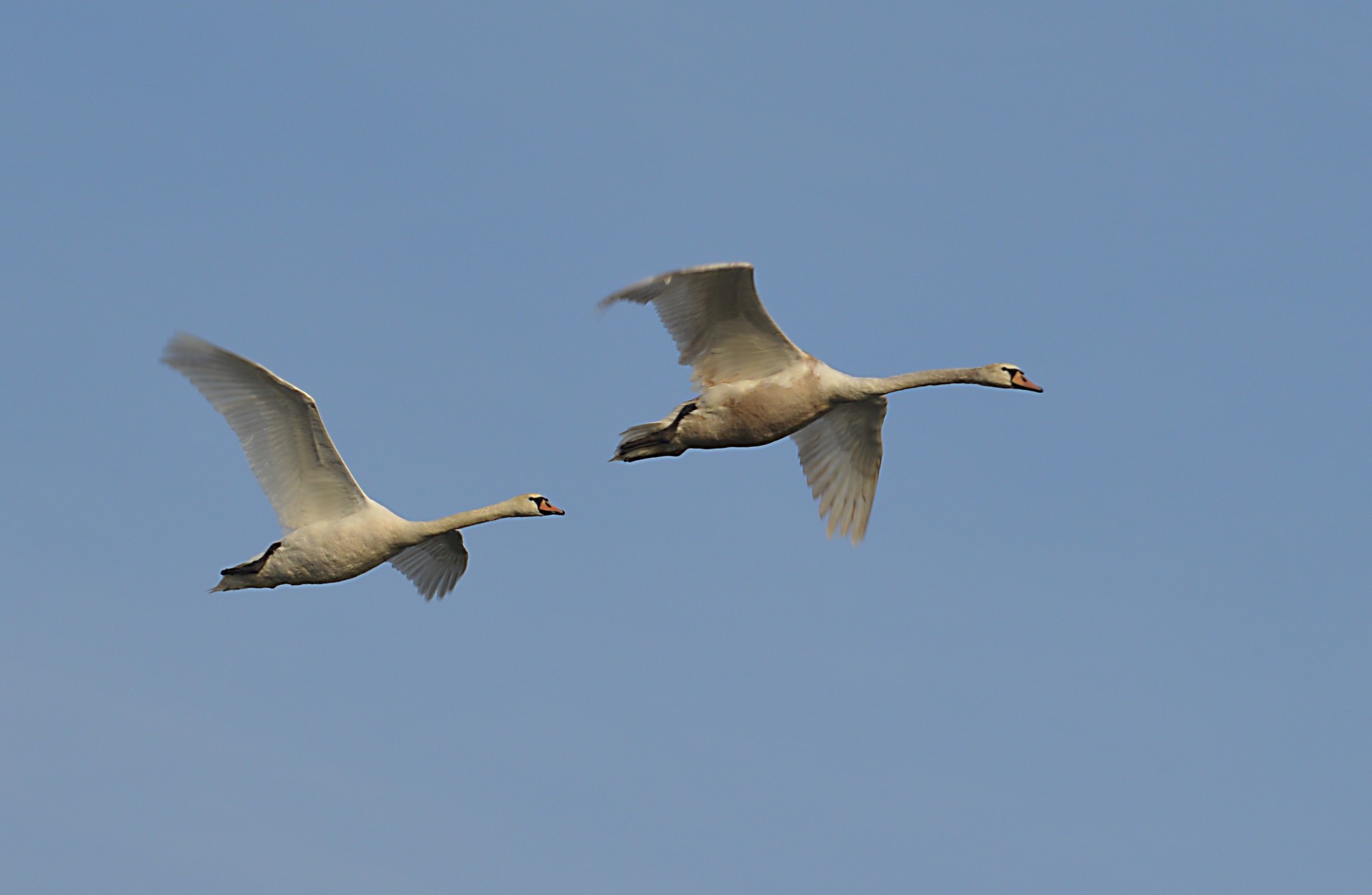 swan bird nature free photo