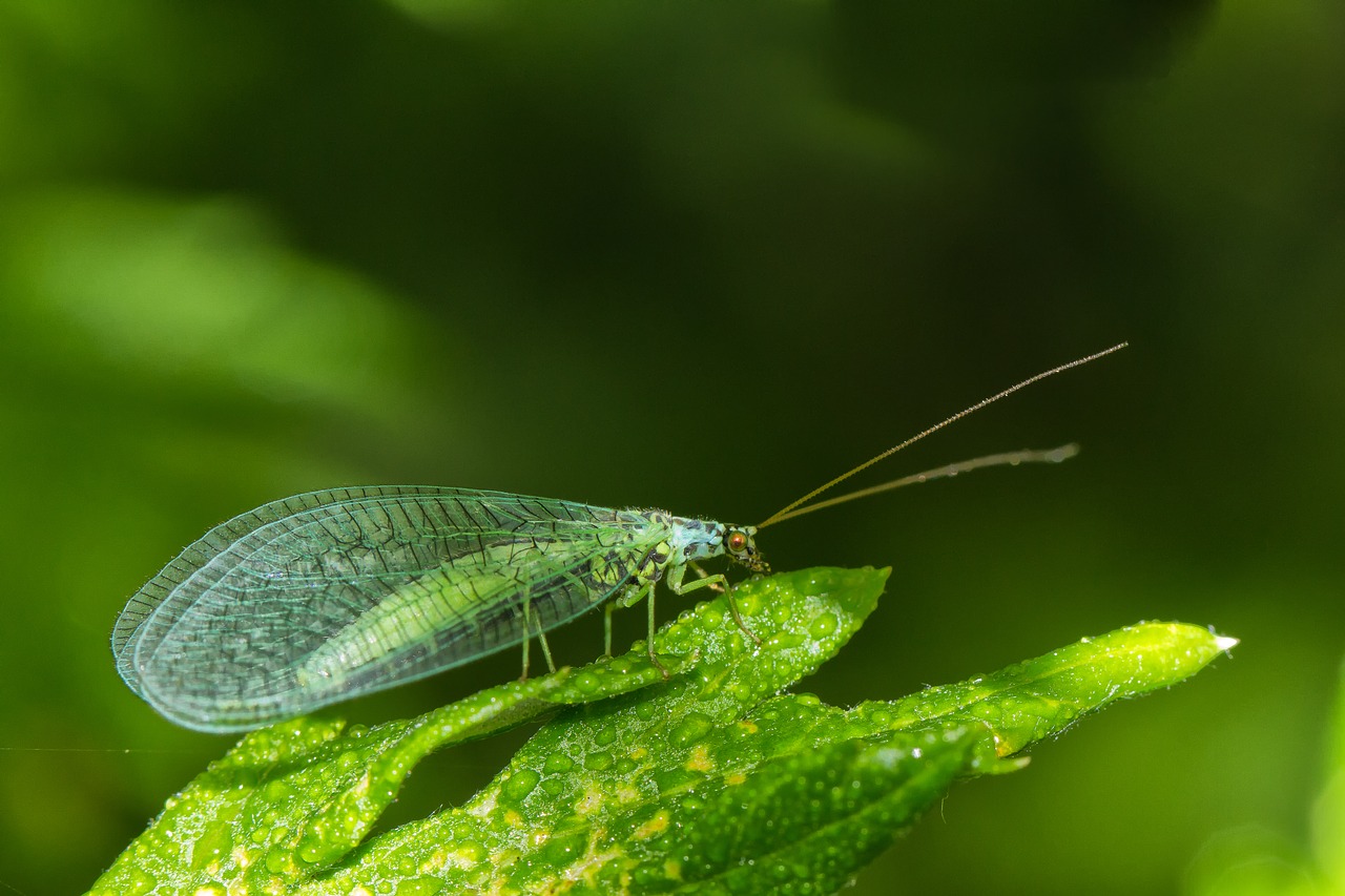 lacewing insect fly free photo