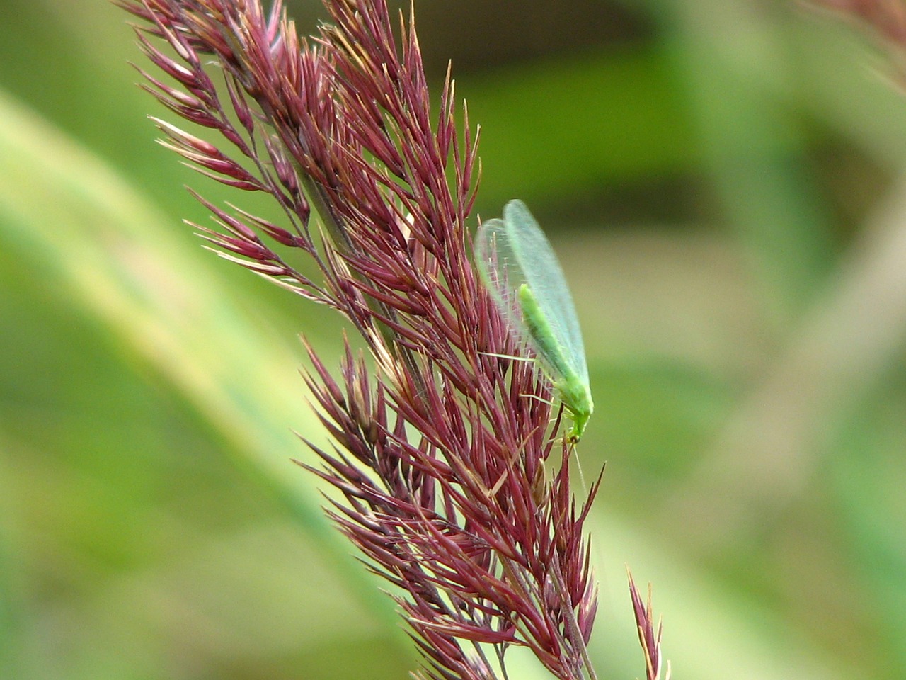 lacewing insect wild grain free photo