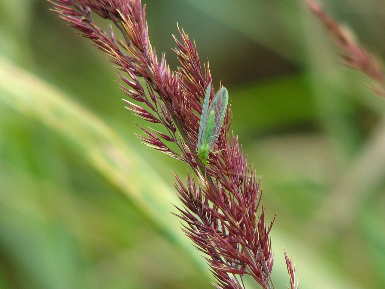 lacewing insect wild grain free photo