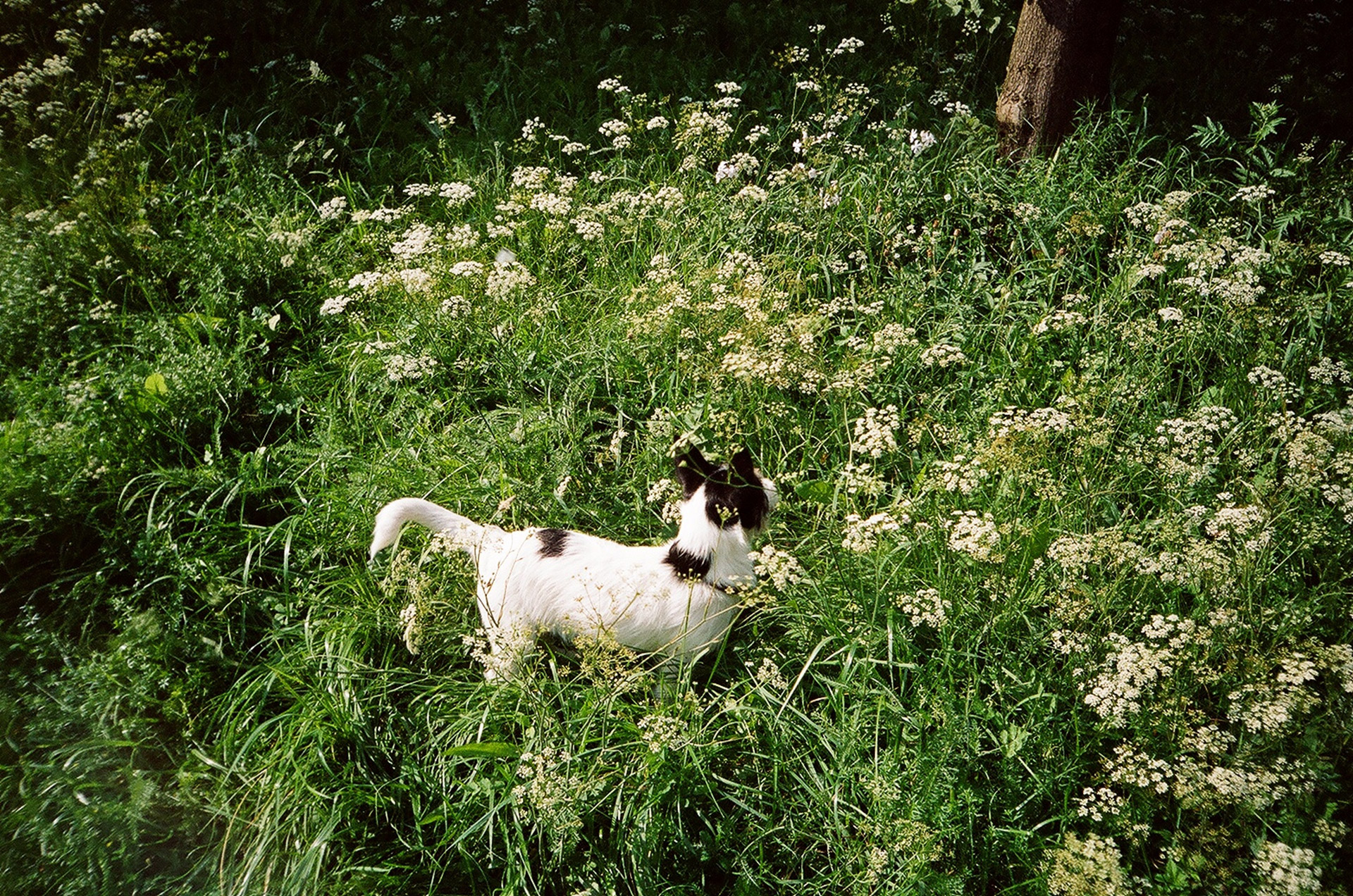 dog puppy meadow free photo