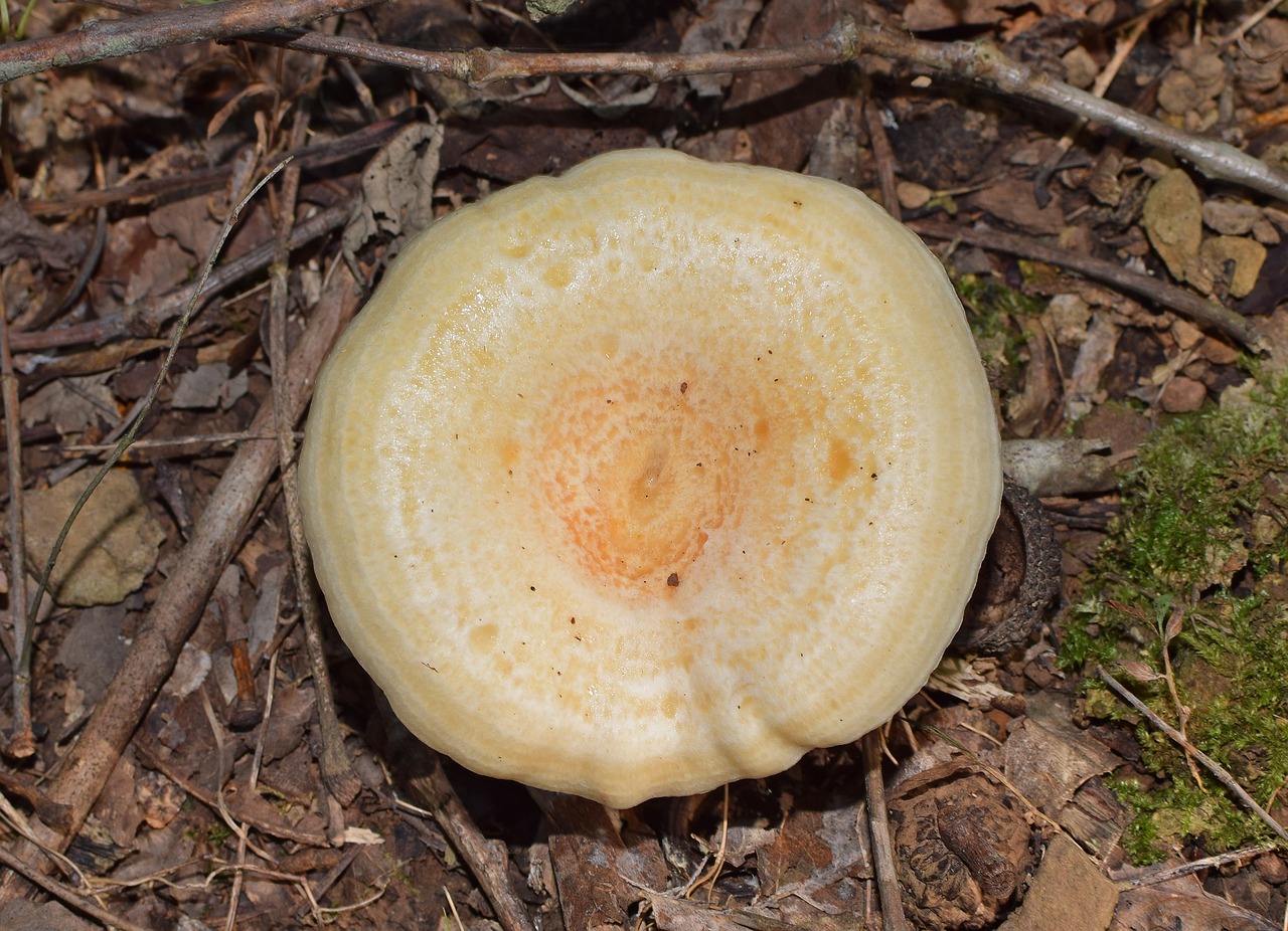 lactarius deliciosus mushroom mushroom fungi free photo