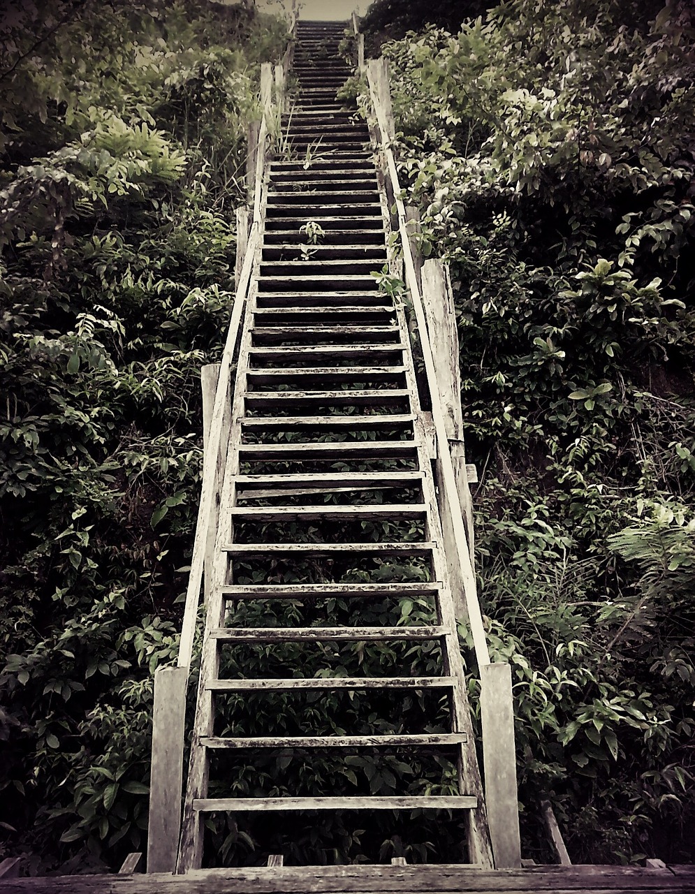 ladder of wood nature free photo