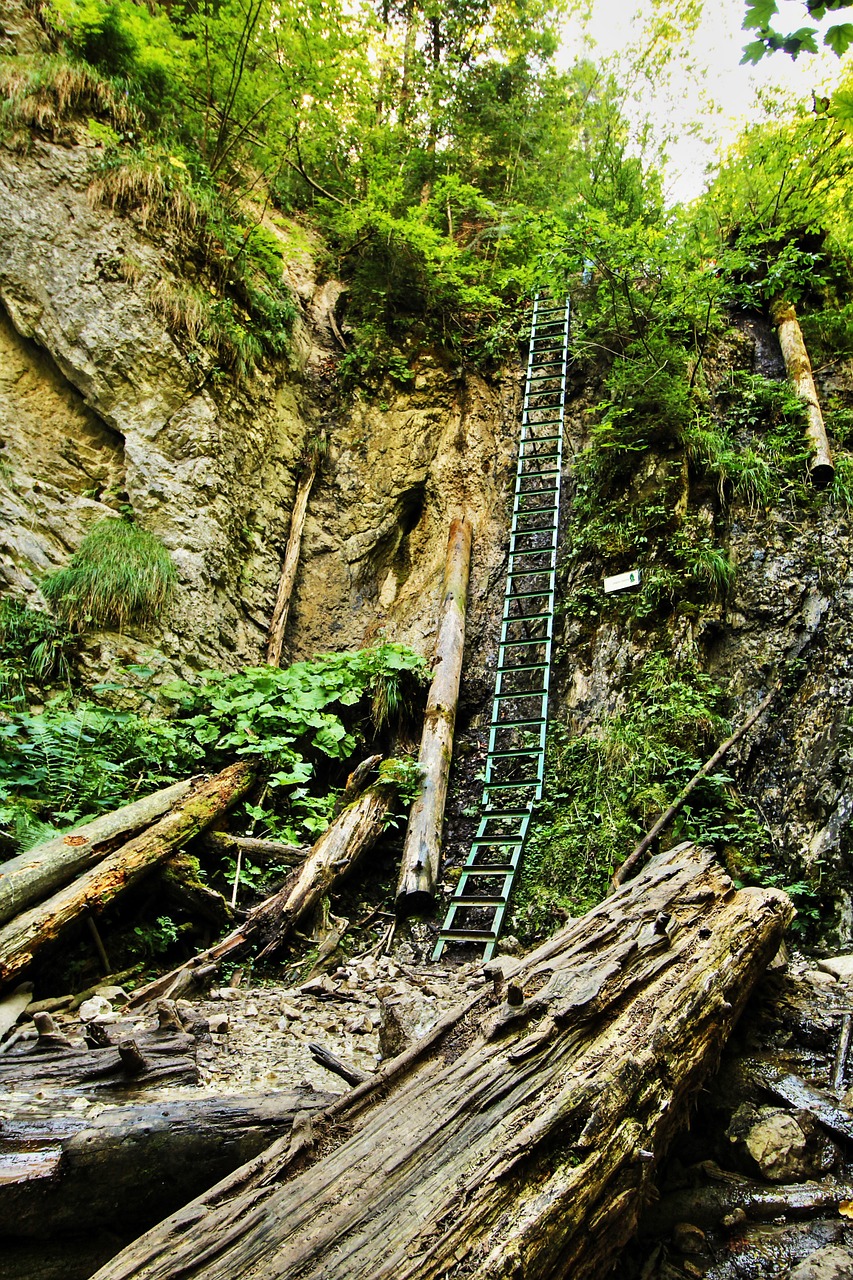 ladder nature green free photo