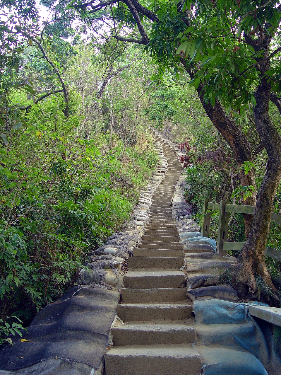 ladder trail green free photo