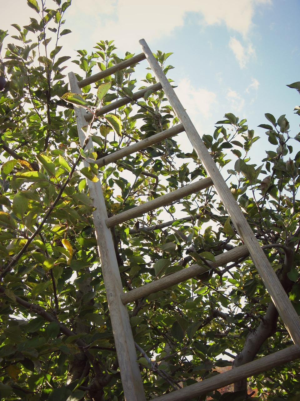 ladder apple orchard free photo