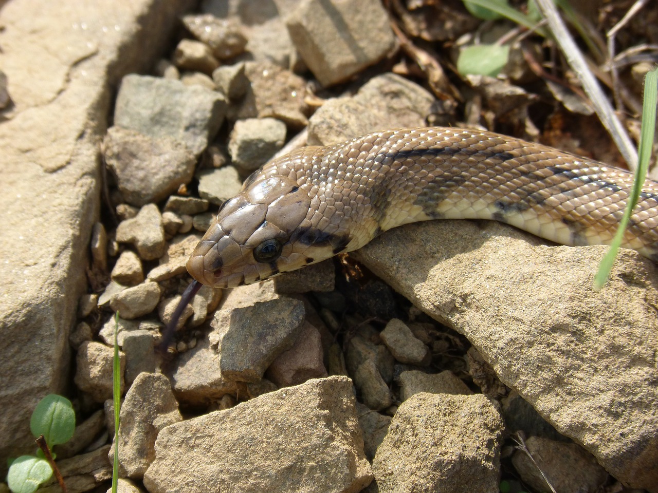 ladder snake snake threat free photo