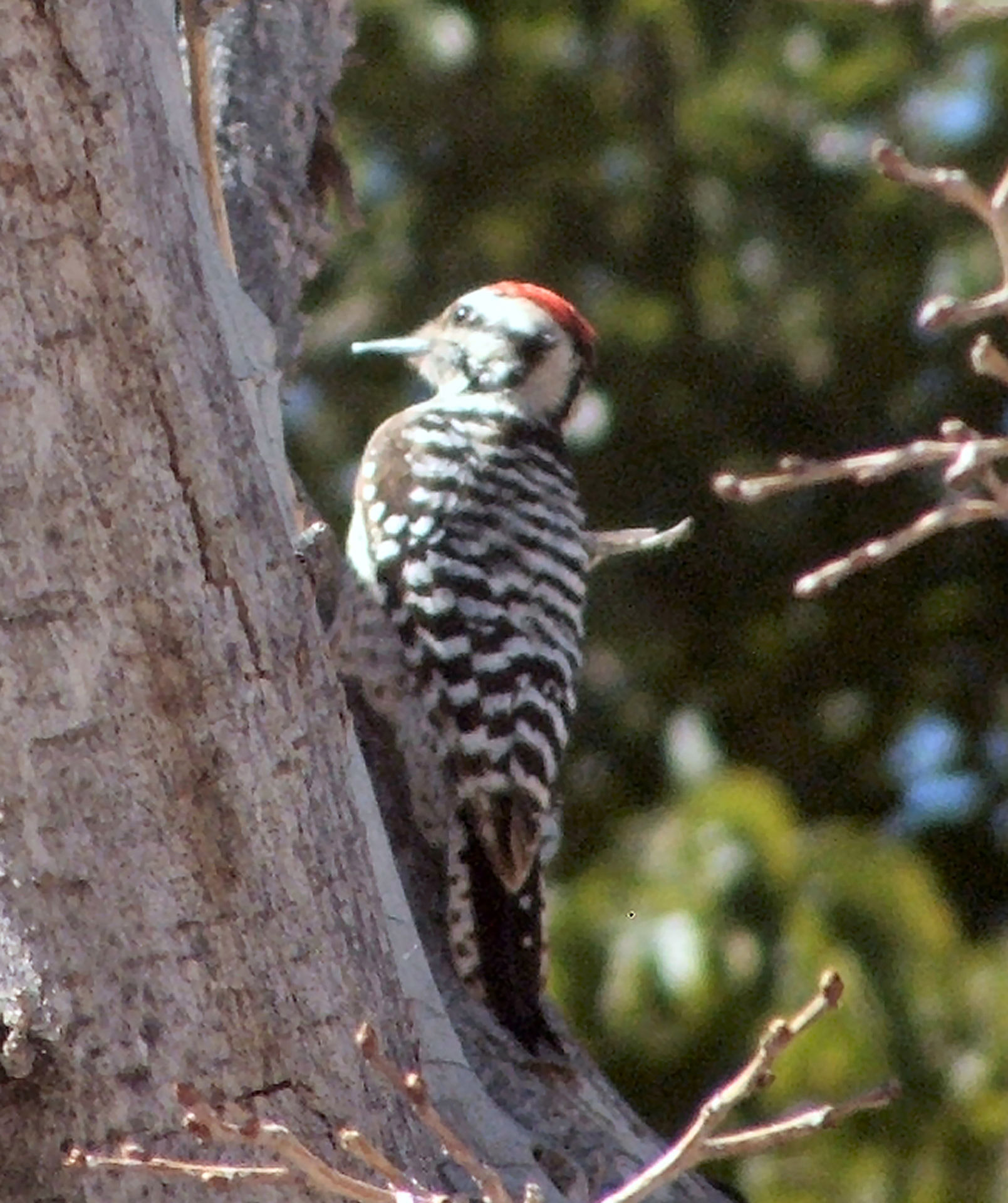 bird woodpecker ladderback woodpecker free photo