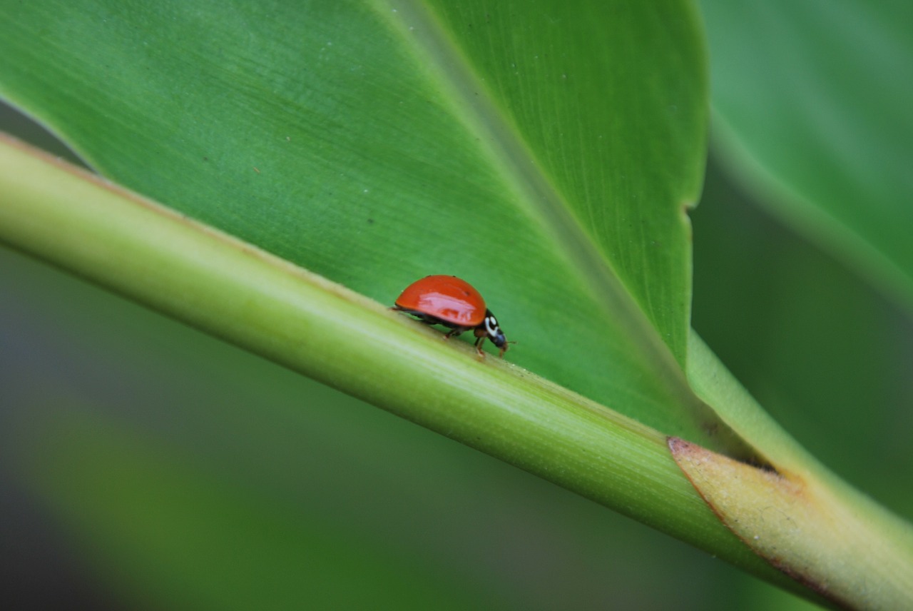 lady bug insect free photo