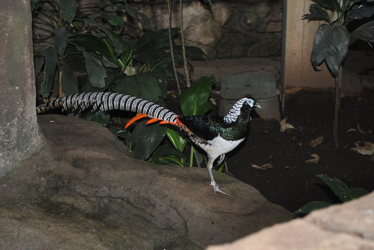 lady amherst pheasant male feather free photo