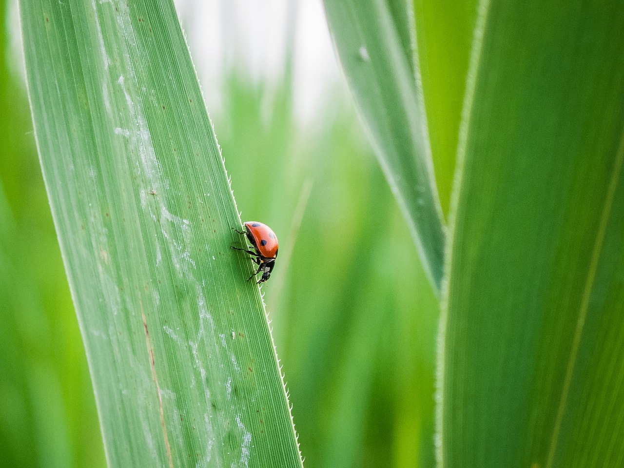 lady bug grass leaf green free photo