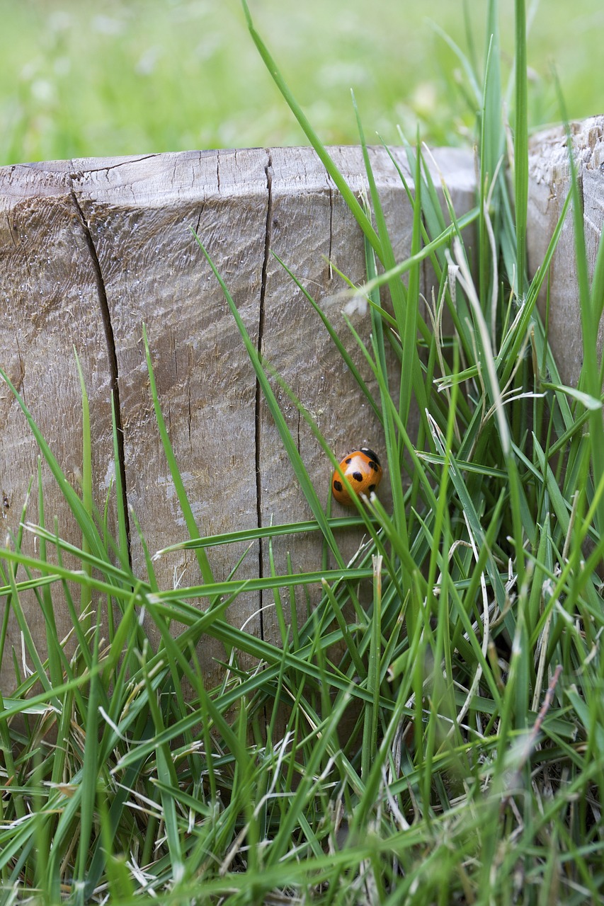 lady bug insect green free photo