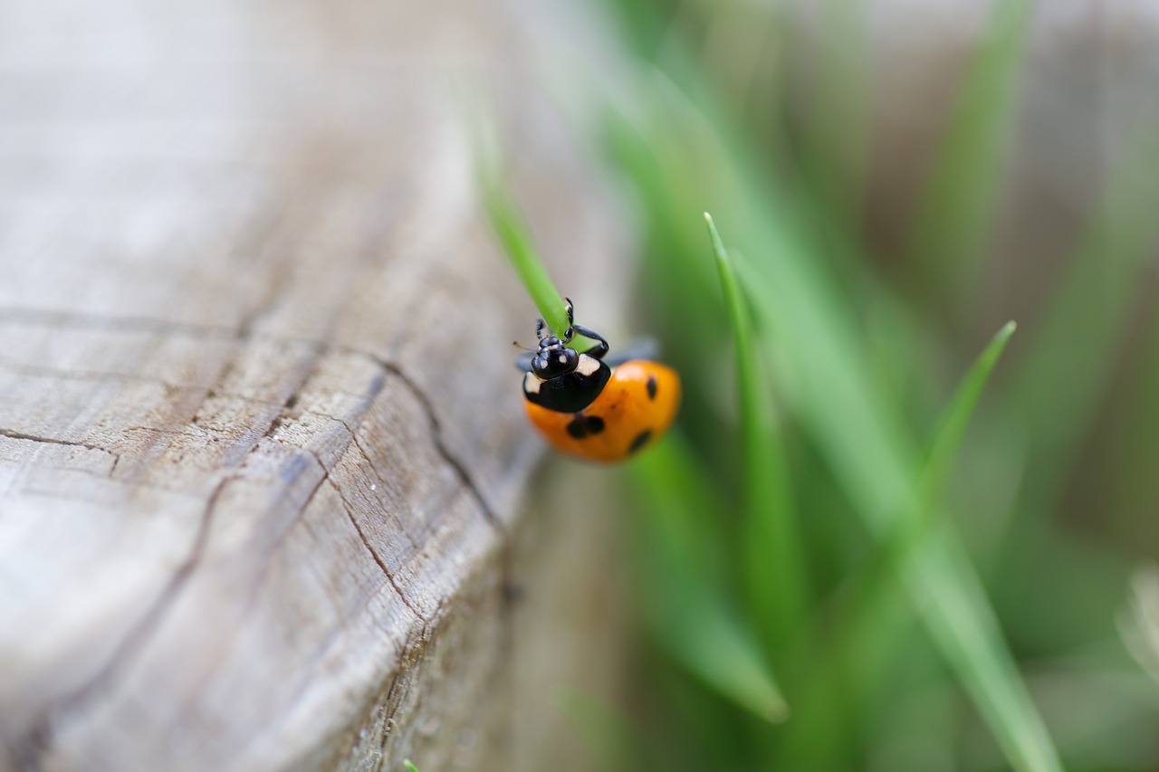 lady bug insect green free photo