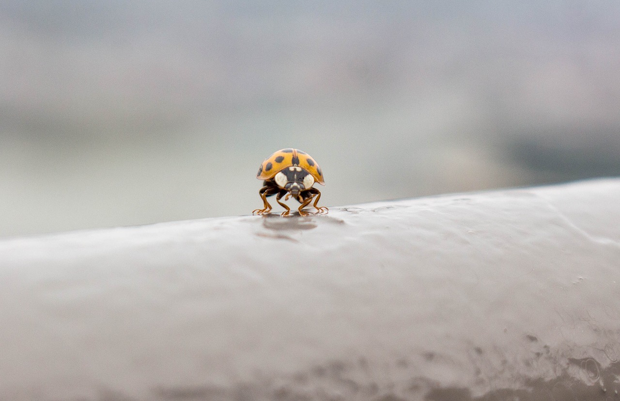 lady bug fly insect free photo