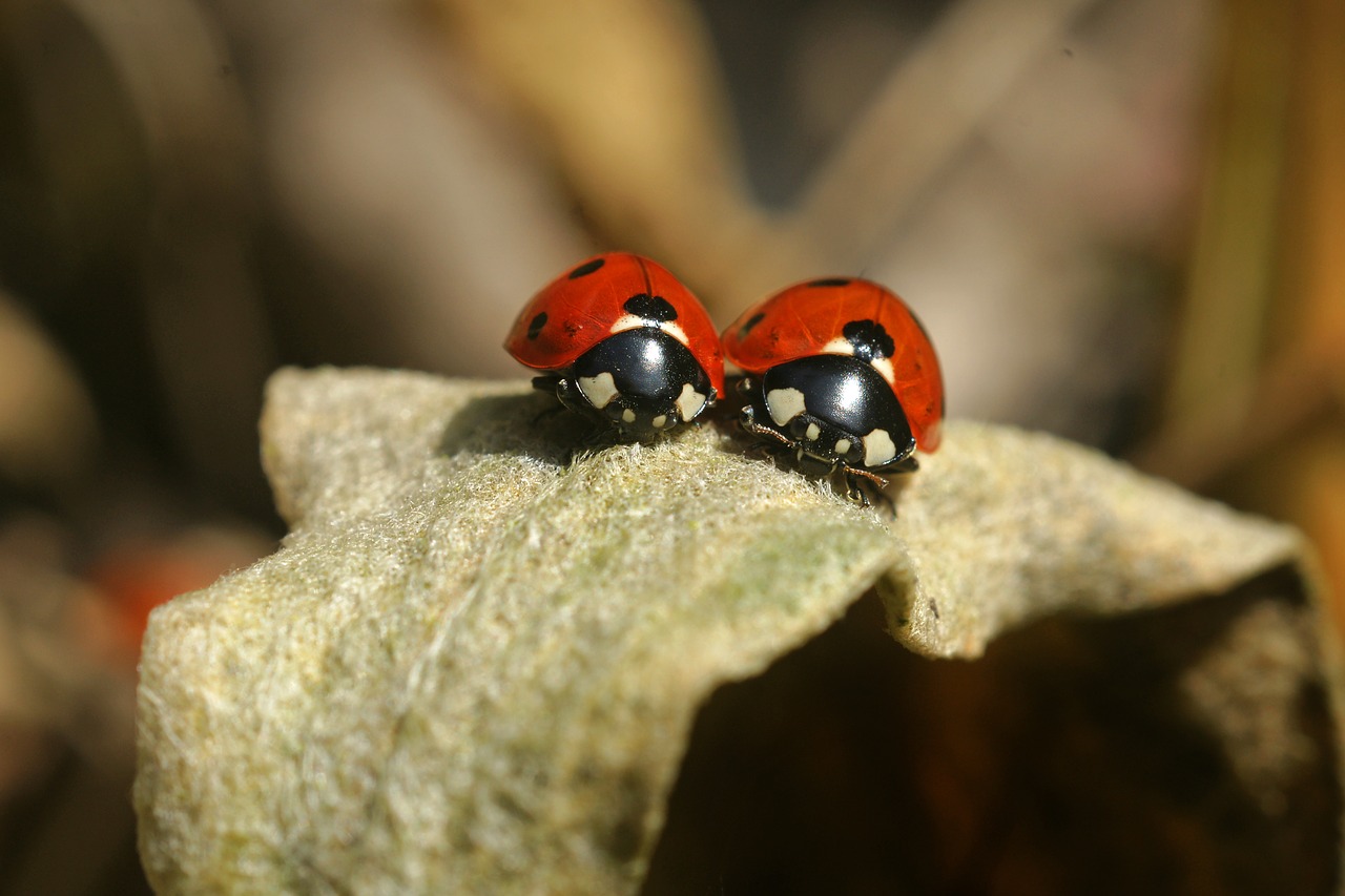 lady bug ladybug insect free photo