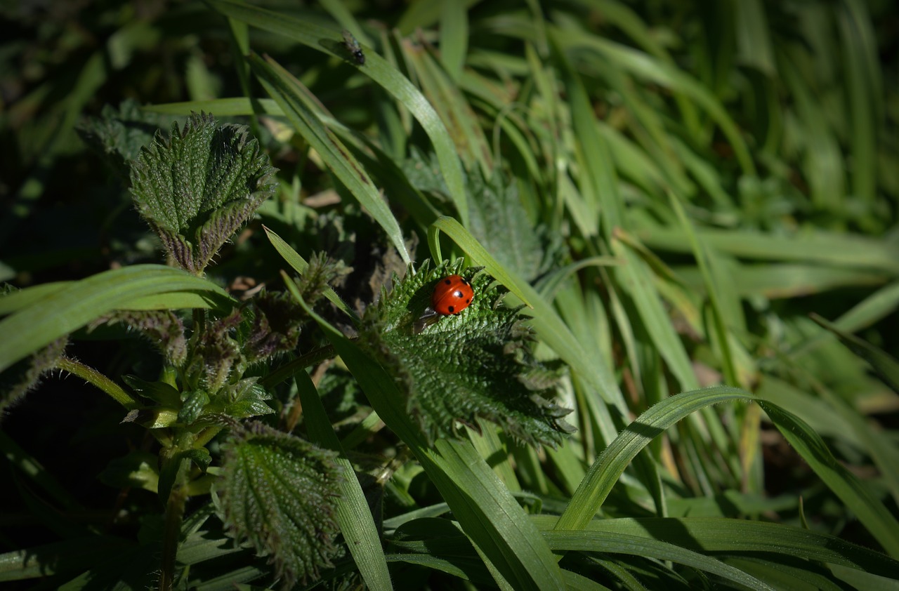 lady bug  insect  ladybug free photo