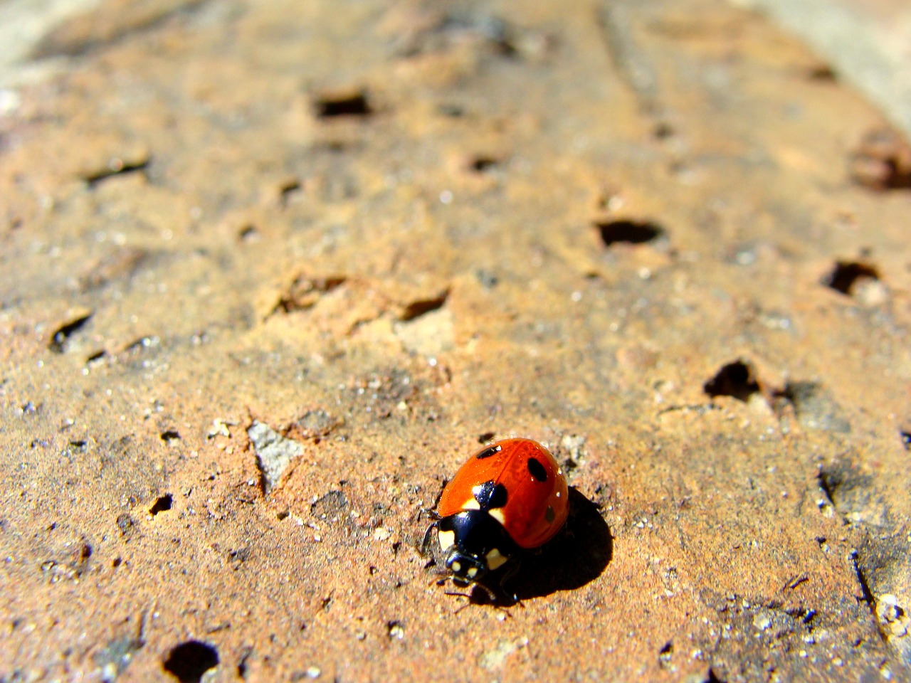lady bug  beetle  ladybug free photo