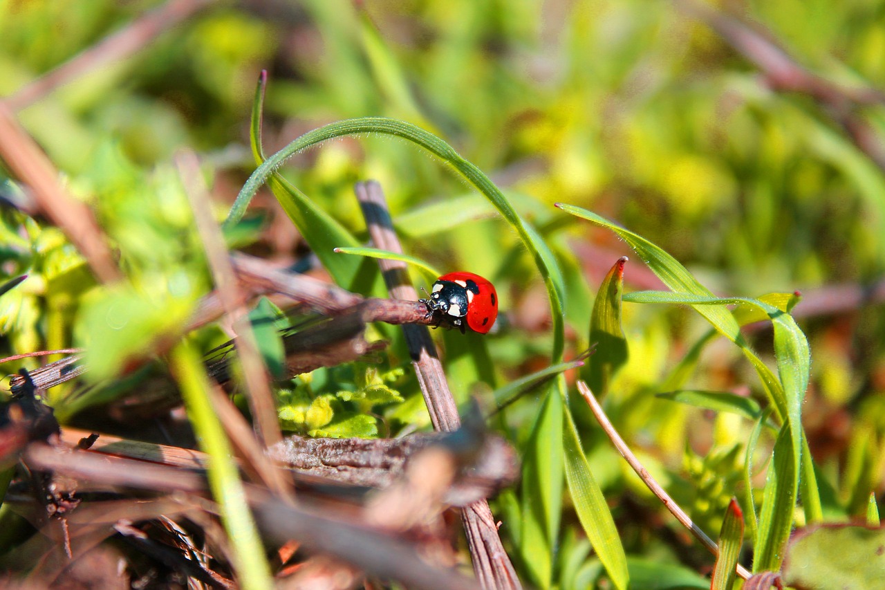 lady bug bug insect free photo