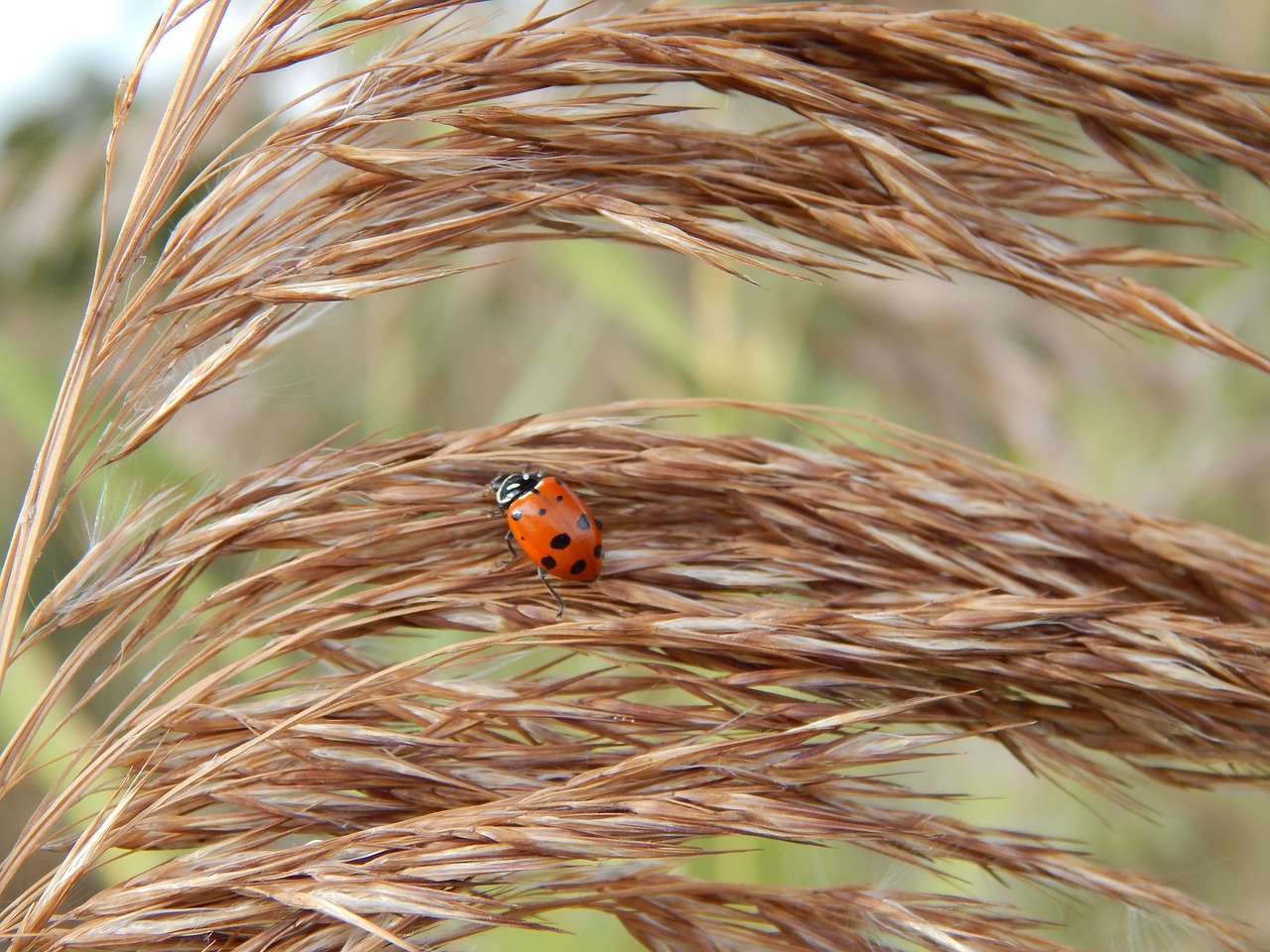 lady bug wheat brown free photo