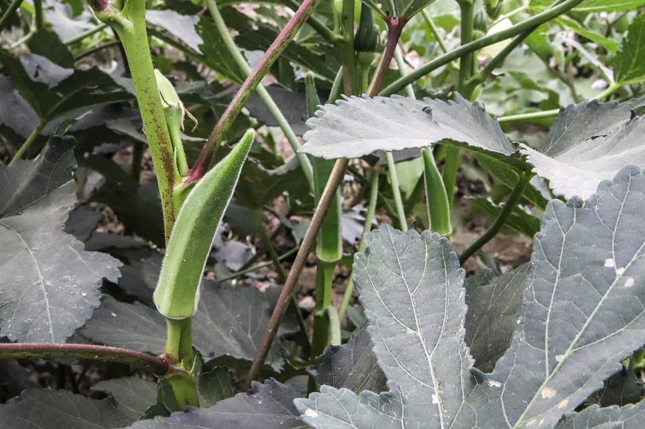 lady-finger  farm  vegetable free photo