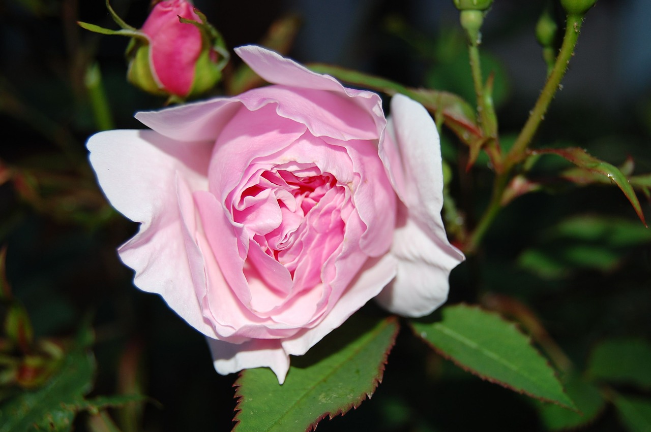 lady salisbury rose rose pink free photo