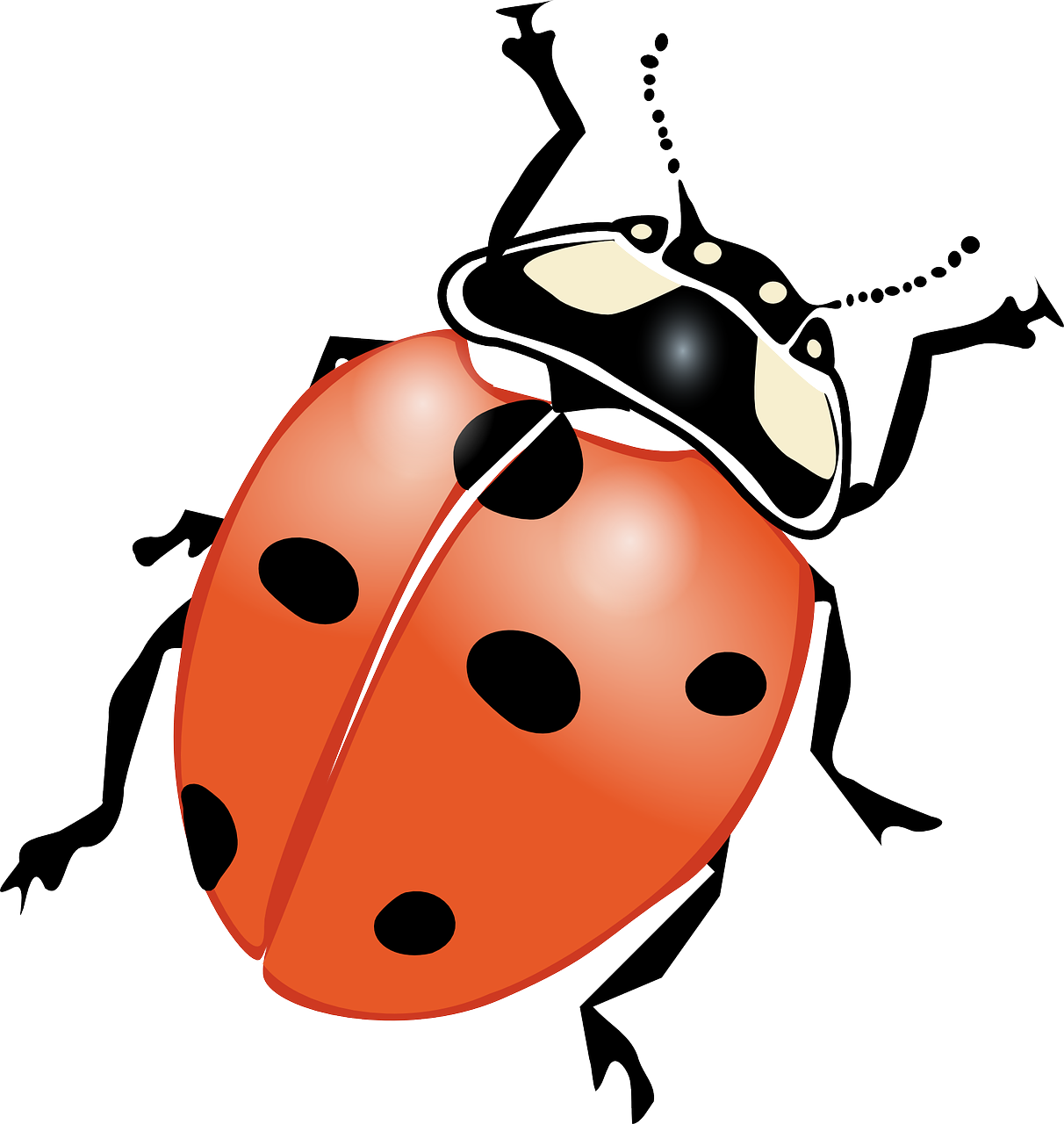 ladybeetle ladybird beetle ladybug free photo